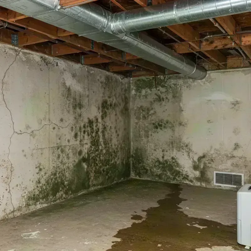 Professional Mold Removal in Presidio, TX